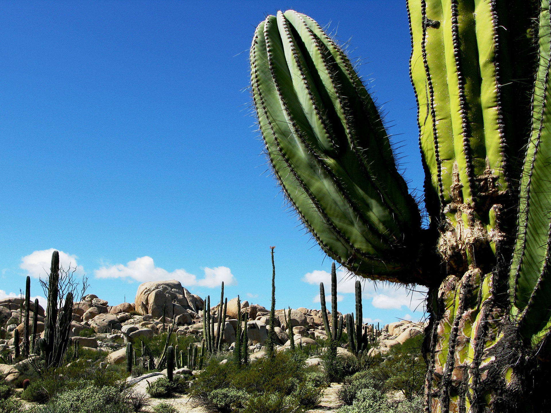 Cactuses in Baja Mexico