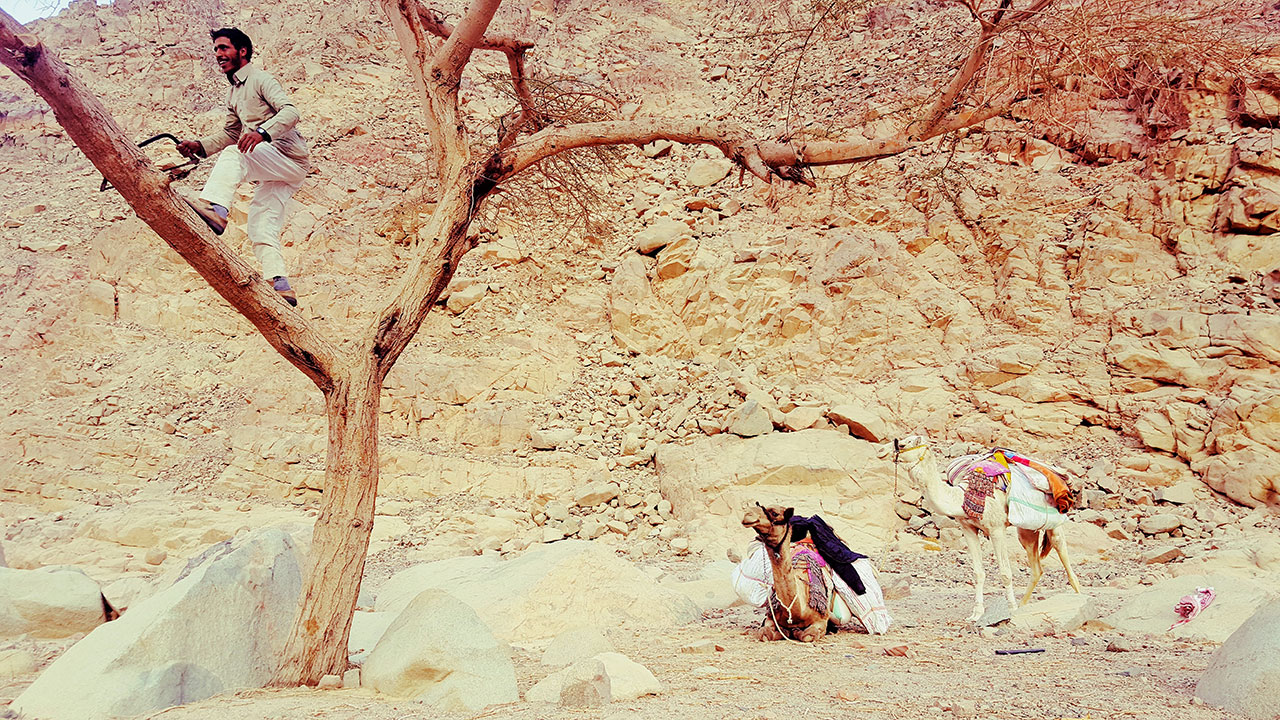 Bedouin man up a tree cutting firewood with camels below