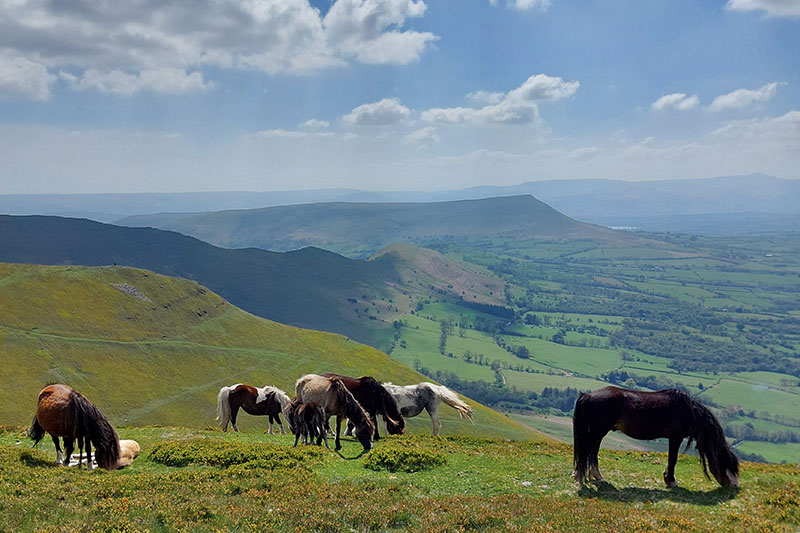 View across the Black Mountains in Wales with horses grazing in the foreground where Ants Bolingbroke-Kent and adventure author Lois Pryce are teaching a writing course